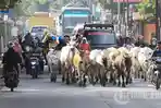 sapi4.jpg<pf>sapui345.jpg<pf>sapi89.jpg