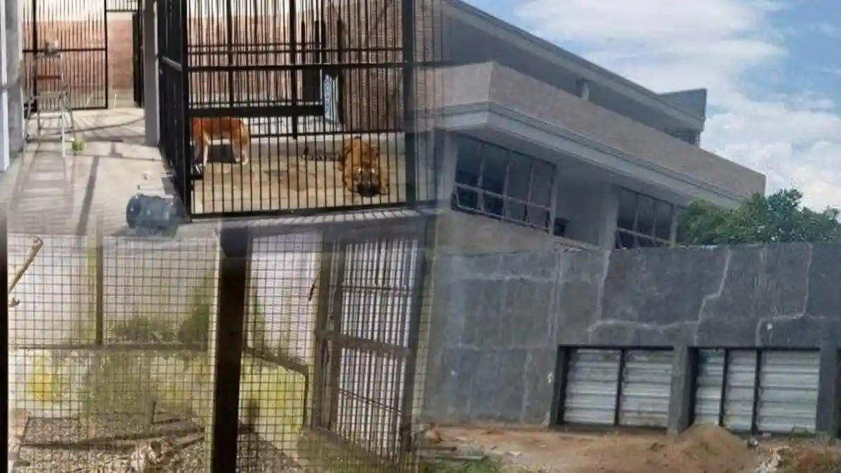 MEWAHNYA Rumah Pengusaha Kaya Pelihara Harimau yang Tewaskan ART di Samarinda, Ini Penampakannya!