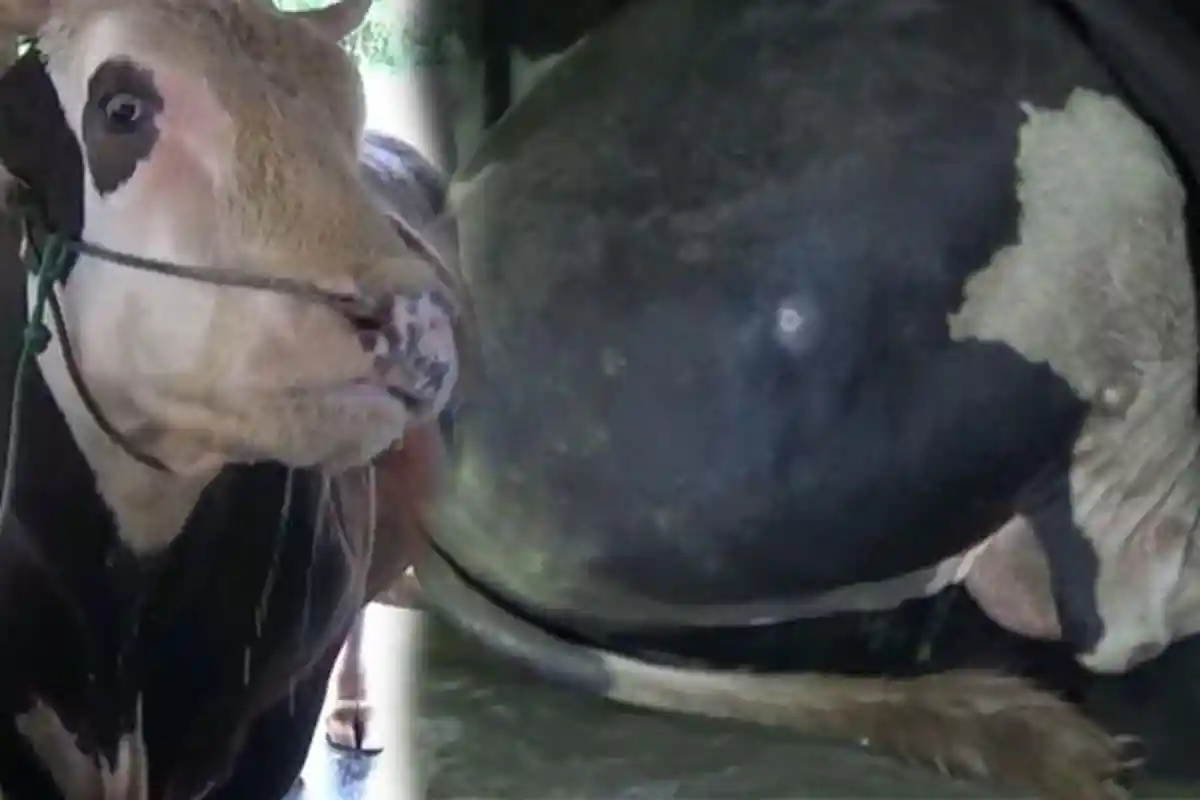 6 Fakta Sapi Kurban Presiden Joko Widodo, Dibeli dengan Harga Lebih Mahal di 4 Daerah Indonesia