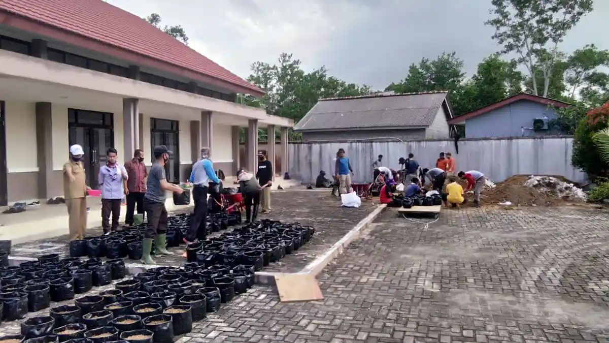 Manfaatkan Perkarangan, Kwarda Babel Tanam Sayur dengan Metode Demplot ...