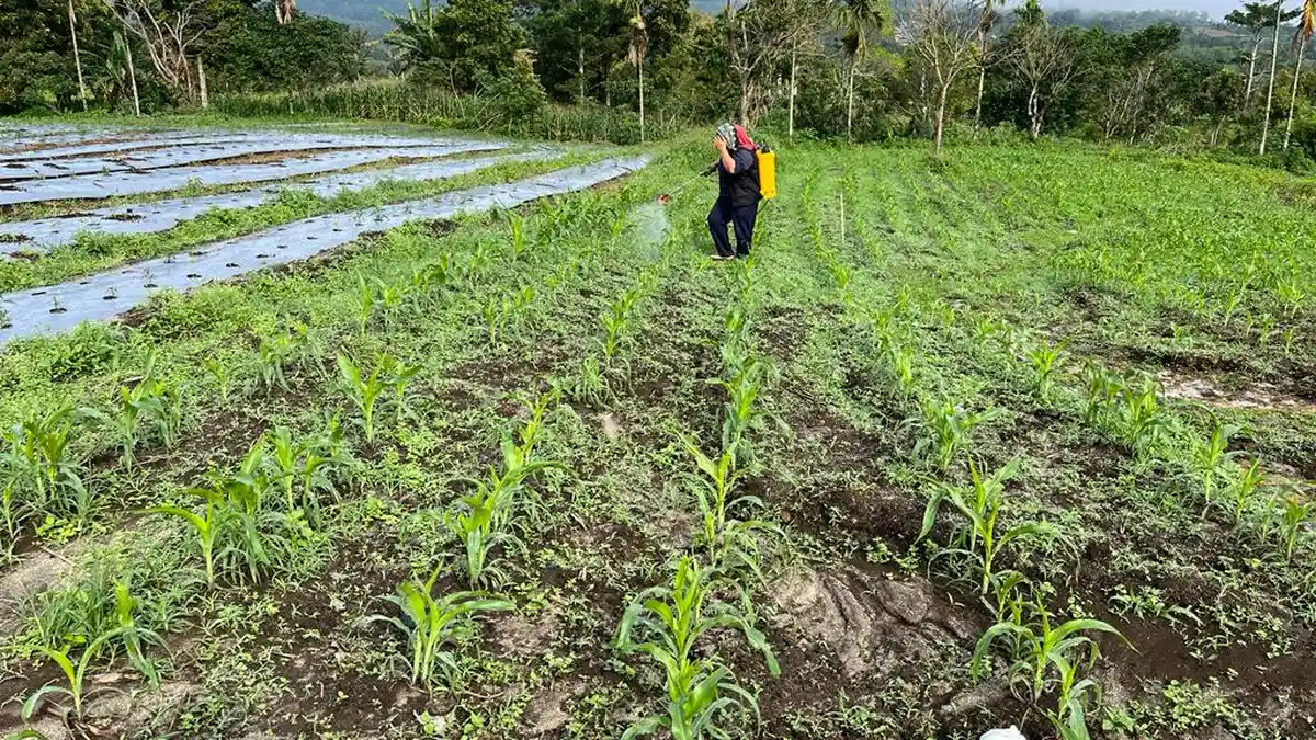Potret Tanaman Jagung Milik Petani Food Estate Pakpak Bharat Tumbuh Subur