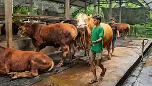 peternakan-sapi-di-Desa-Bajulan-Madiun-Jatim.jpg