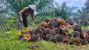 petani-sawit-harga-kelapa-sawit-di-jambi.jpg