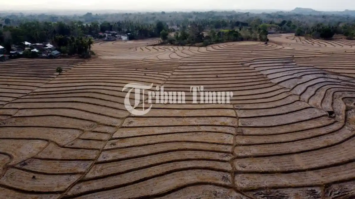 Kekeringan Ekstrem Menghantui Sawah di Desa Mappesangka, Kabupaten Bone - sawah-kekeringan-bone.jpg
