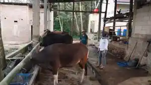 Pedagang-sapi-sedang-memantau-ternak-sapinya-di-Desa-Salassae.jpg