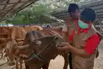 Petugas-Disnak-Keswan-memeriksa-seekor-sapi-yang-dijual-di-Pasar-Hewan.jpg