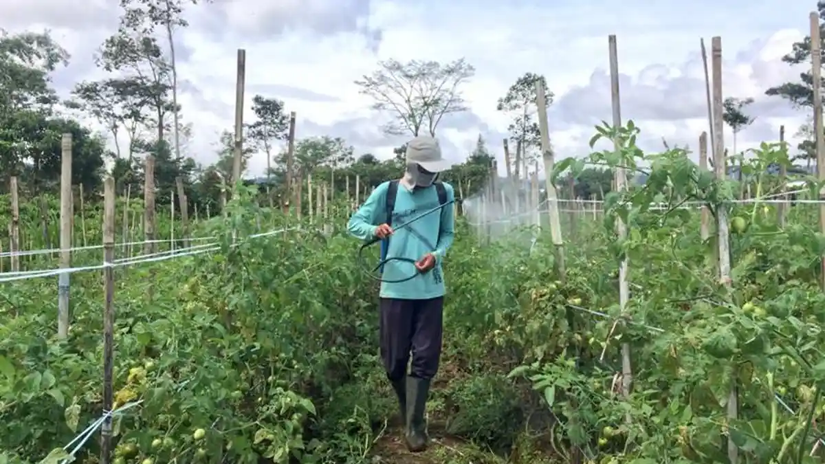 Harga Tomat Naik di Lampung Barat jadi Rp 15 Ribu/kg Akibat Cuaca
