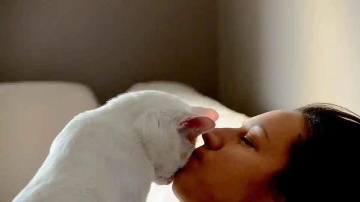 Duh Lucunya Cara Kucing Ungkapkan Cinta Pada Majikannya
