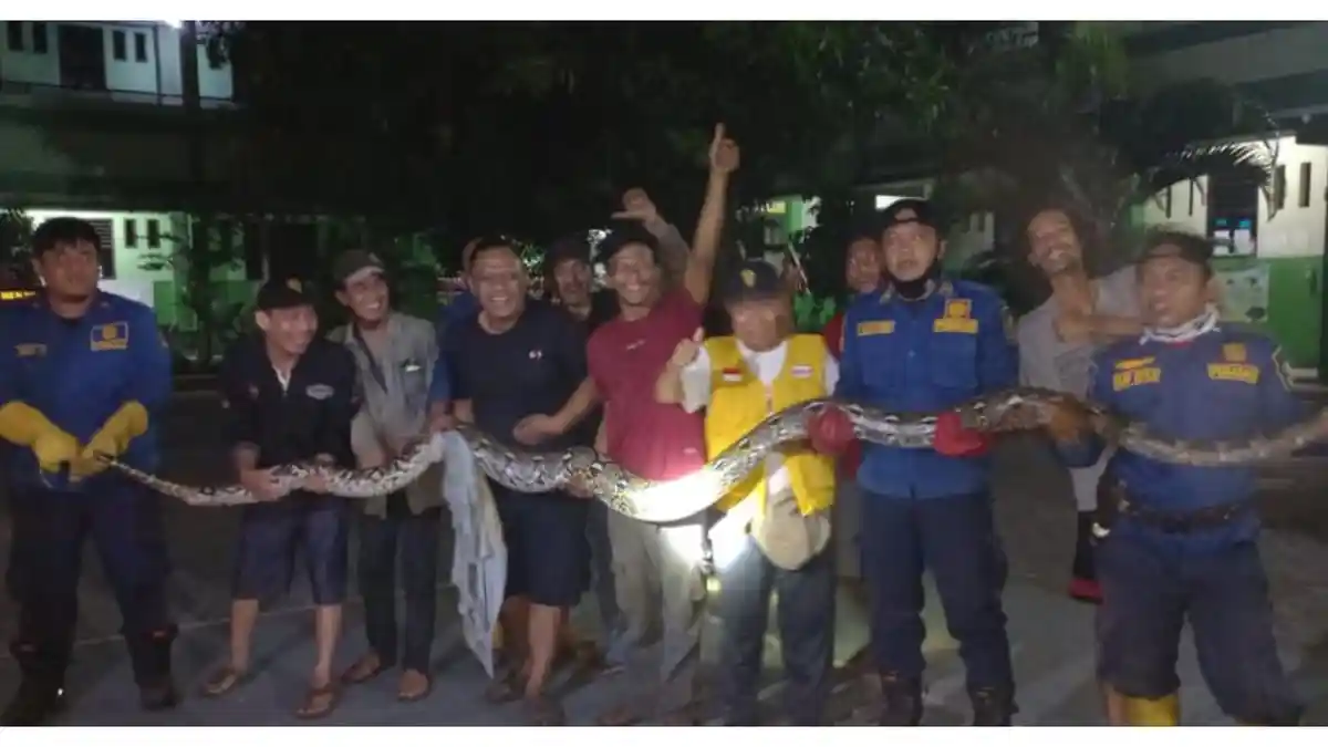 Lagi Asyik Merokok, Warga Bekasi Timur Kaget Disamperi Ular 6 Meter