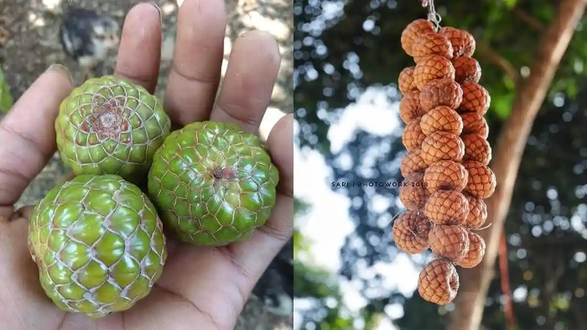 5 Manfaat Mengonsumsi Buah Boh Meuria, Bisa Sembuhkan Diare hingga Melancarkan Peredaran Darah