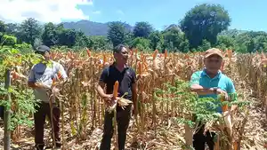 Bupati-dan-wabup-ngada-panen-jagung.jpg