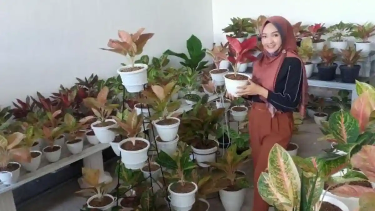 Tanaman Hias Aglonema Jadi Incaran Pencuri, Ternyata Segini Harganya