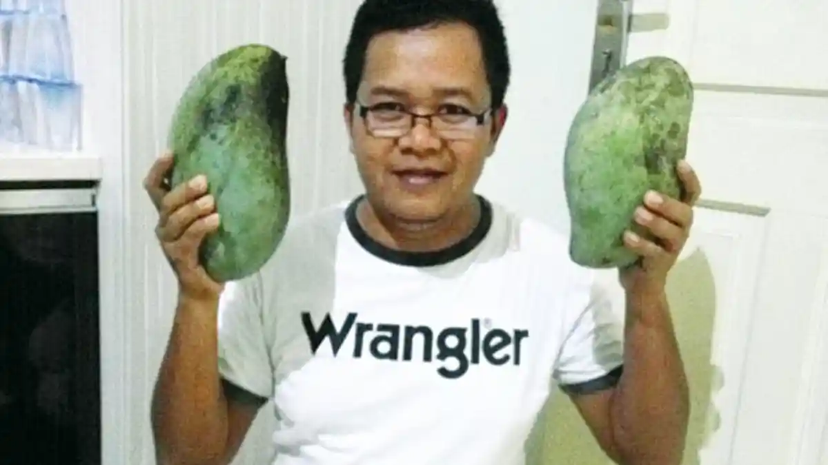 Ada Buah Mangga Raksasa, Selain di Malang Ternyata Pria Ini Juga Sukses Berkebun Mangga Jumbo
