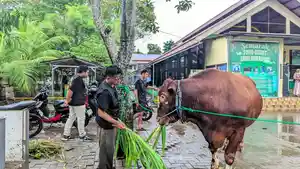 Sapi-kurban-bantuan-Presiden-RI-Prabowo-Subianto-sddddd.jpg