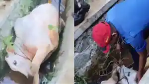 sapi-ngamuks-di-bogor.jpg