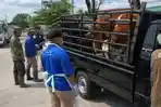 Untuk Kurban Idul Adha 2026, Lamongan Siapkan 6.000 Sapi dan 25.000 Kambing