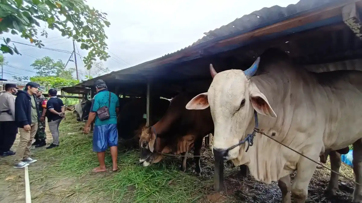 Miliki Resiko Besar Penyebaran Penyakit, Distan Kaltara Sebut Izin ...
