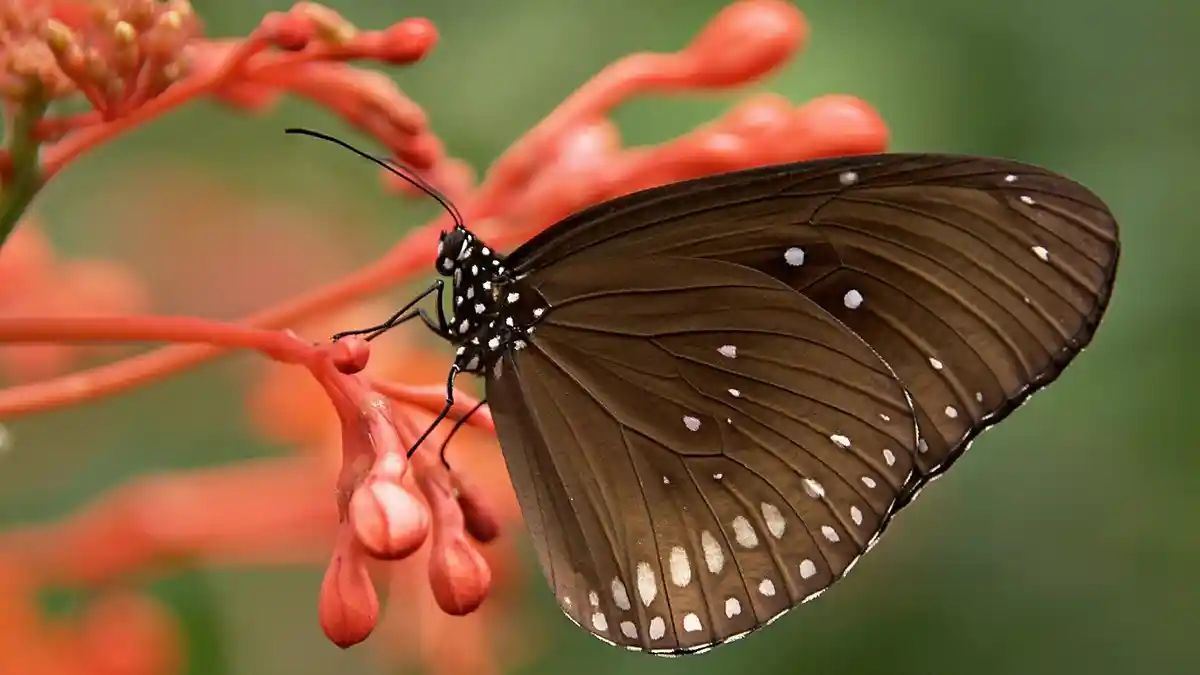 Apa Itu Fauna dan Persebaran Fauna di Indonesia