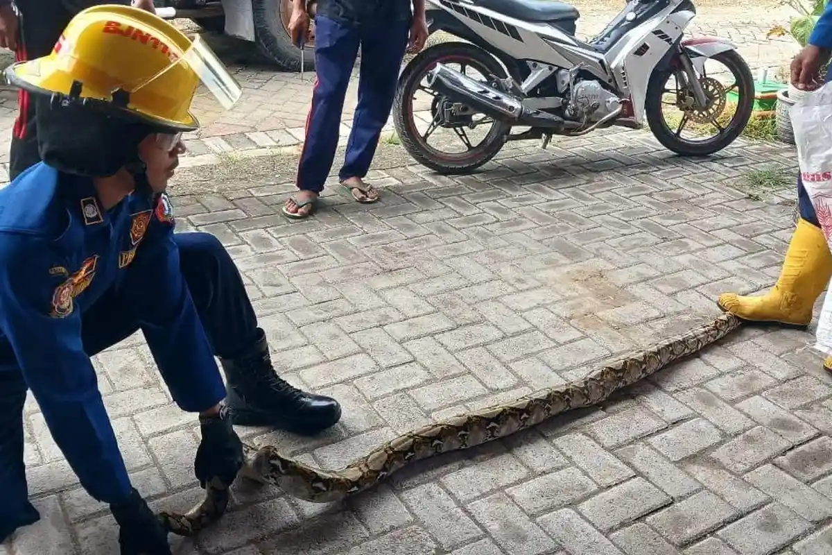Baru Bulan Januari, Ada 46 Ular Piton Masuk ke Pemukiman Warga Bojonegoro, Musim Hujan Jadi Sebab