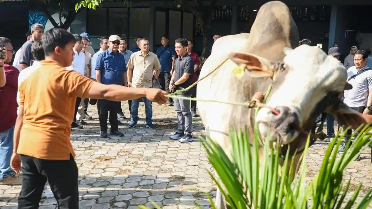 Hasilkan Sapi Premium, Peternakan Sapi di Purworejo ini Bisa Jadi Percontohan 