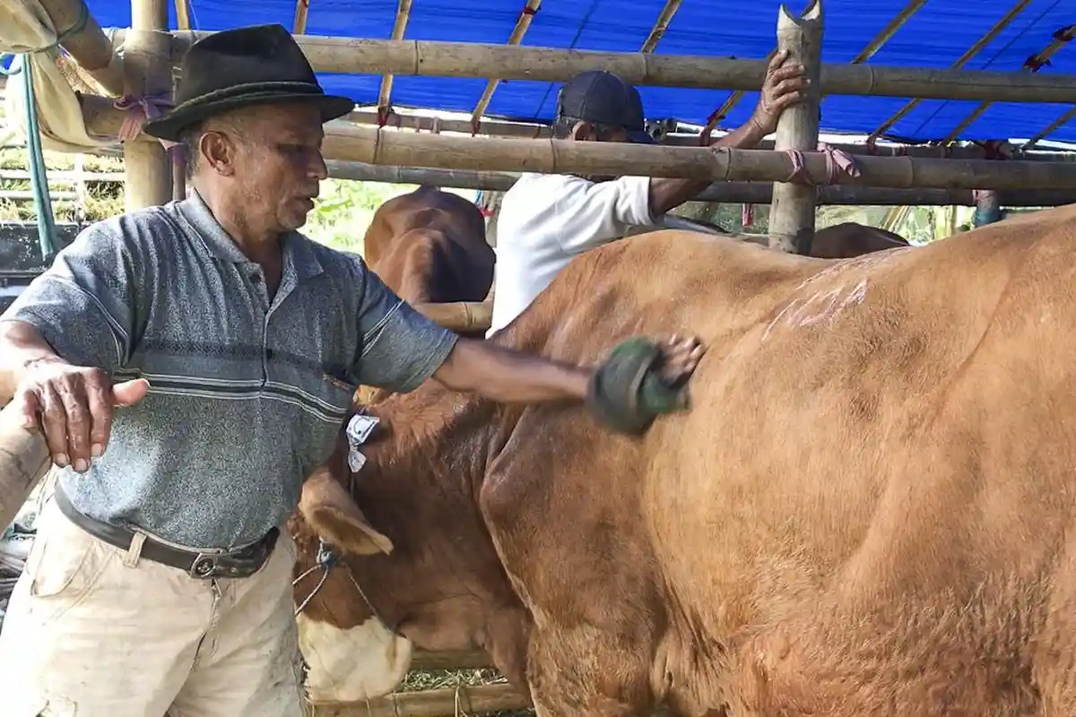 Harga Sapi Kurban di Tasikmalaya 2 Minggu Jelang Iduladha, Ada yang Rp 15 Juta Per Ekor