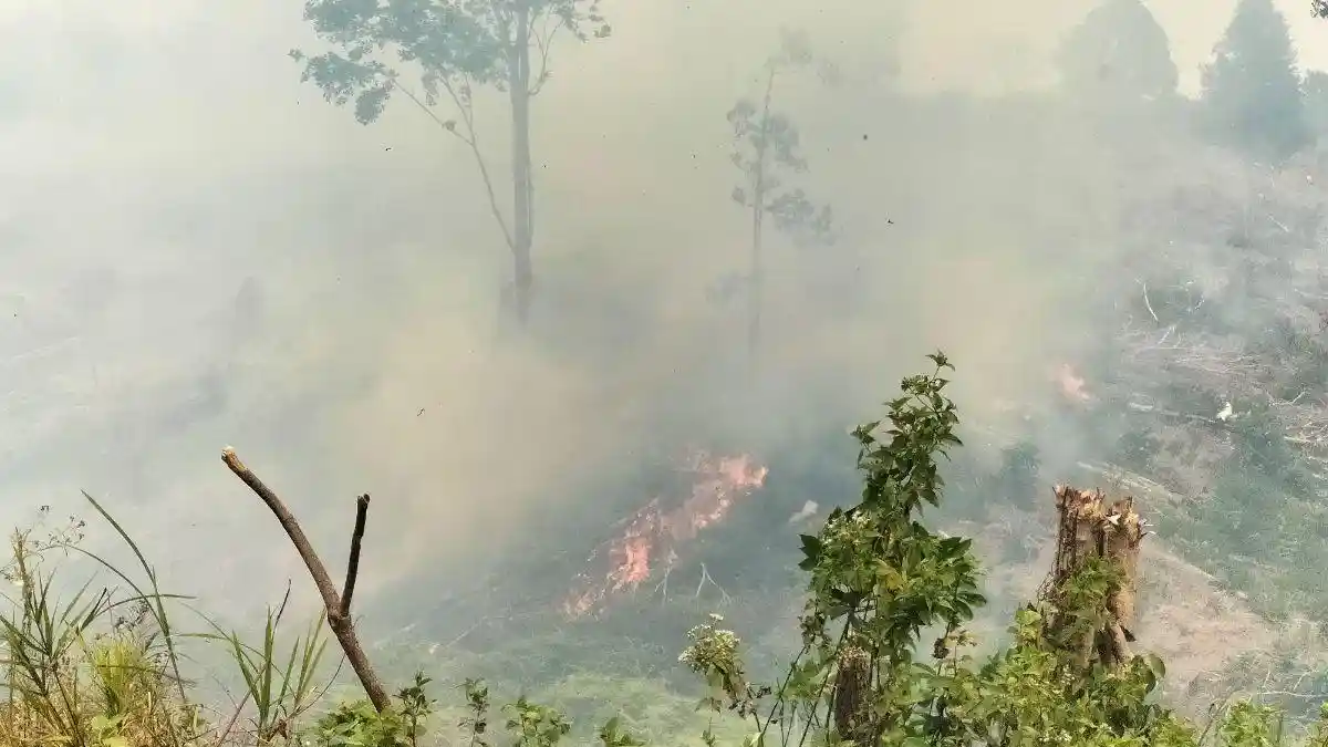 Satgas Karhutla Kewalahan Padamkan Api yang Membakar Lahan Dekat Kantor Bupati Tebo