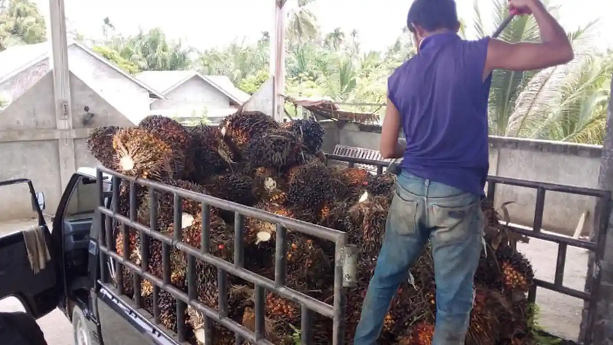Alhamdulillah, Harga Beli TBS Sawit tingkat PMKS di Nagan Raya Membaik, Tertinggi Rp 1.200/Kg