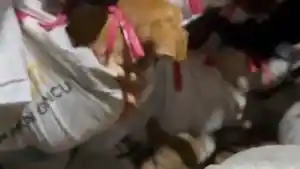 Ratusan-anjing-diangkut-satu-truk-yang-diamankan-di-Gerbang.jpg