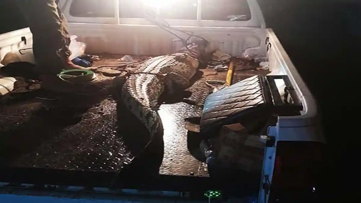 Tim BKSDA NTT Tangkap Buaya Sepanjang 2,4 Meter di Pemukiman Warga Desa Manusak 