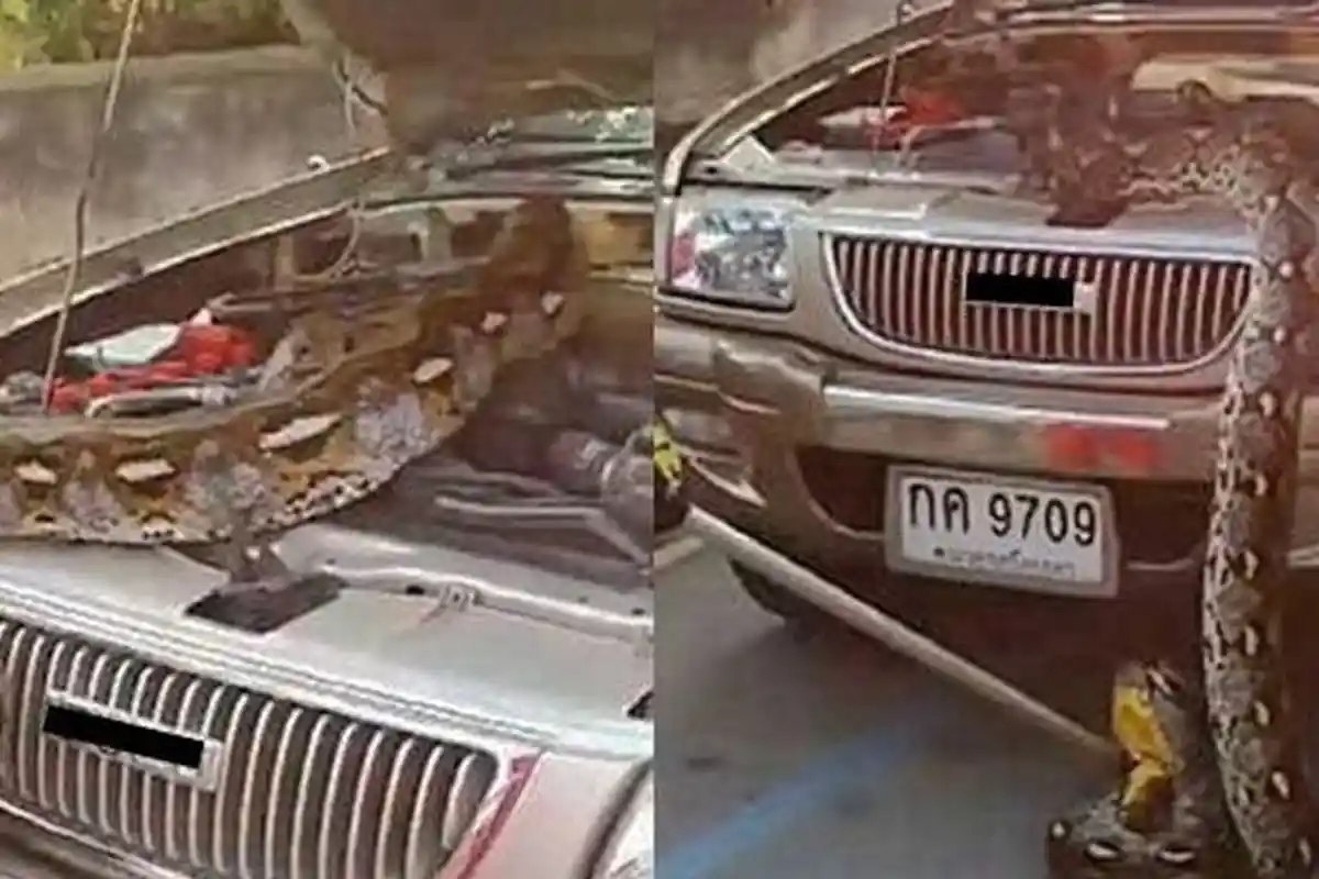 Merinding! Seekor Ular Piton Bersarang di Mesin Bawah Kap Mobil