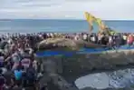 Penguburan Ikan Paus Yang Terdampar