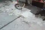 Kobra dan Musang Masuk Rumah Warga di Malam Pertama Ramadhan, Damkar Lhokseumawe Sigap Evakuasi