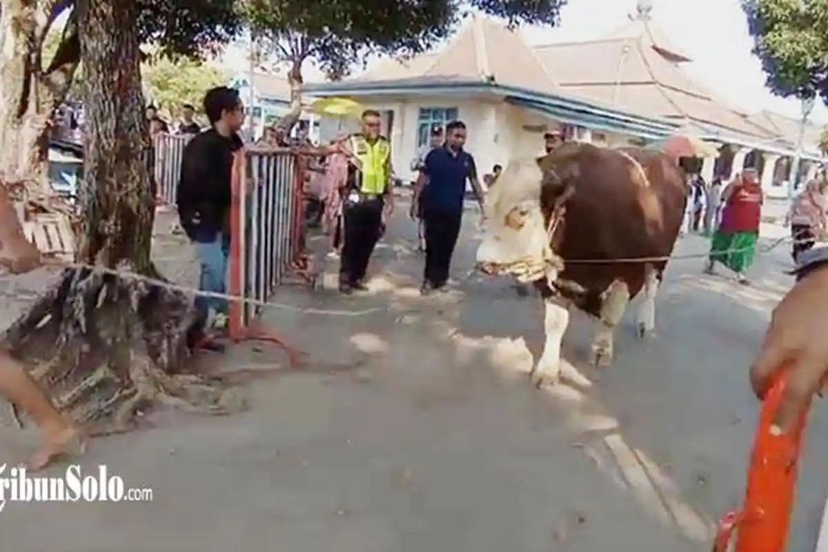9 Orang Sembelih Sapi Kurban Jokowi 1 Ton di Masjid Agung Solo Jateng, Proses Tak Sampai 30 Menit