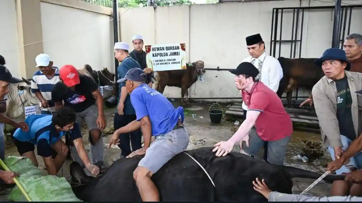 Kapolda Jambi Serahkan 18 Hewan Qurban pada Iduladha 2025