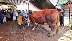 Sapi-kurban-bantuan-Presiden-RI-Prabowo-dipotong-di-wilayah-banjir-Dayeuhkolot.jpg