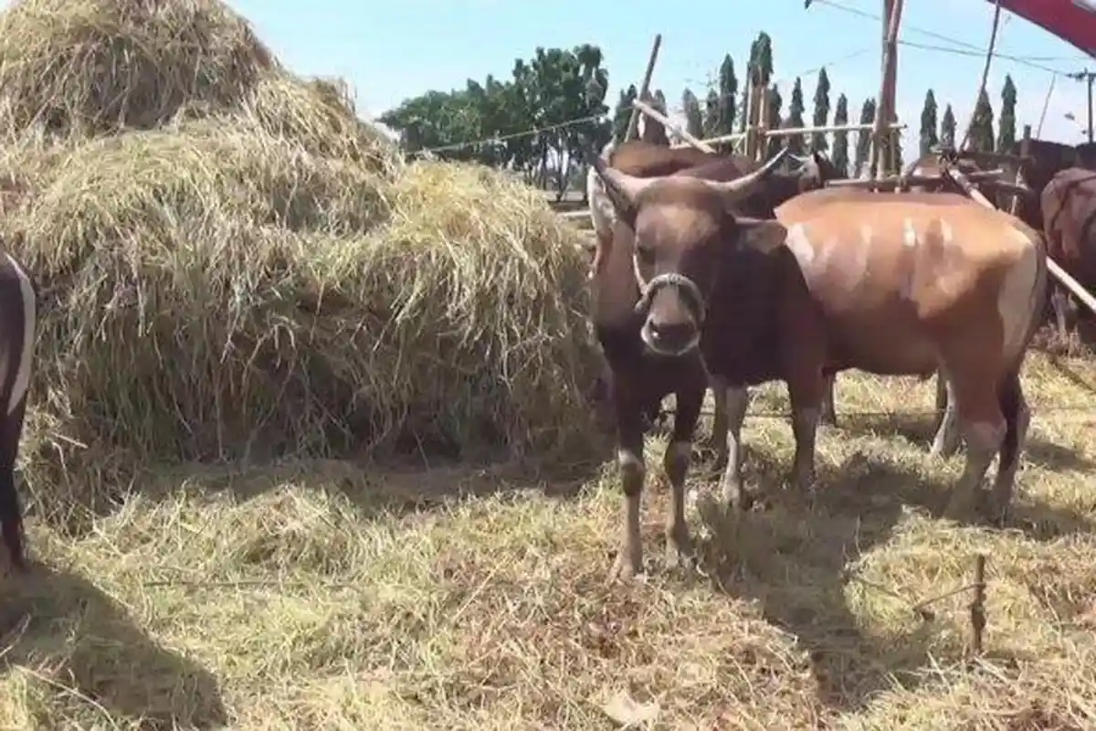 Penyakit Mulut dan Kuku Infeksi Seekor Sapi di Gowa, Kepala dan  Jeroannya Langsung Ditanam