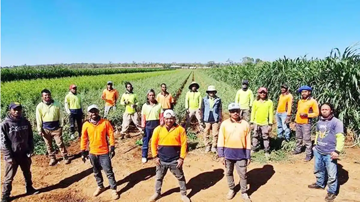 Angka Siap Kerja Pasifik dan Timor Leste Berlipat Ganda Menjelang Musim Panen Australia