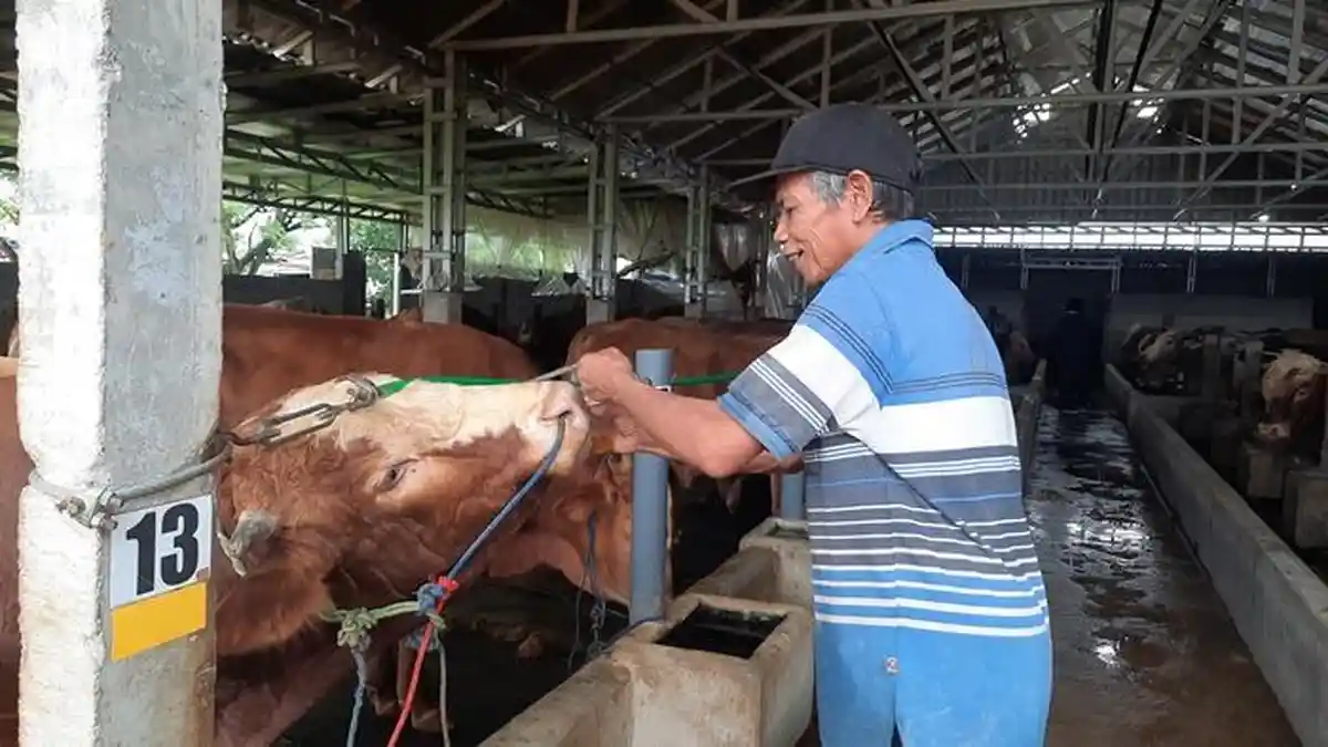 Harga Sapi di Kota Semarang Menjelang Idul Adha, Harga Rp 20 Sampai 25 Juta Paling Dicari