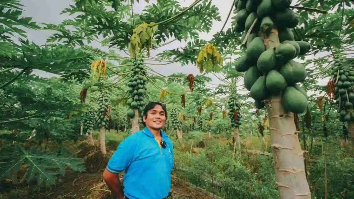 Tunas Agro Berhasil Menemukan Pepaya Terenak di Indonesia!