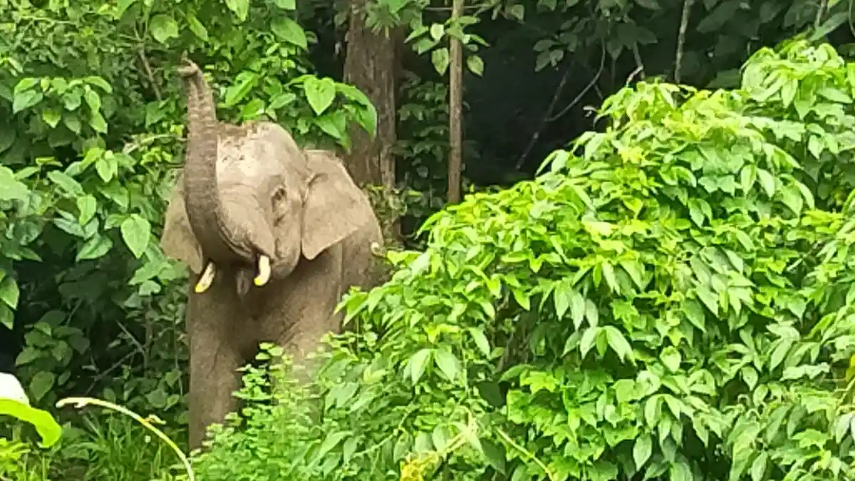 Gajah Senangi Kelapa Sawit dan Pohon Pinang, BKSDA Minta Petani Tanam yang Tidak Disukai Gajah