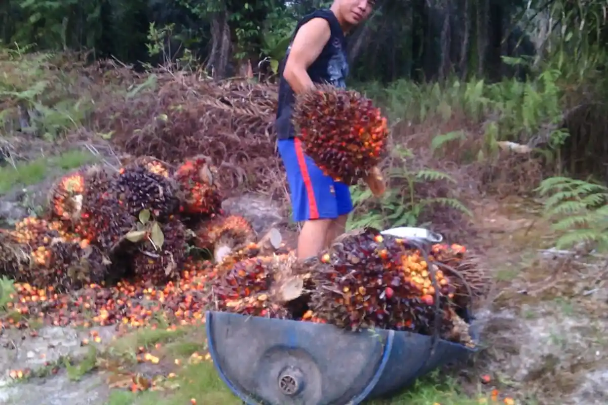 Kampanye Hitam Kelapa Sawit Mereda, Harga CPO Merangkak Naik