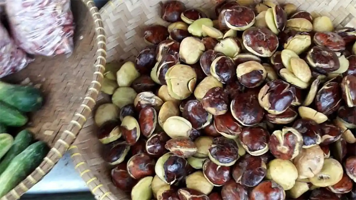 Memperkuat Tulang dan Gigi hingga Mencegah Diabetes, 10 Manfaat Luar Biasa Jengkol Bagi Kesehatan