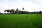 petani-kabupaten-malang-lakukan-perawatan-tanaman-padi_20220721_155415.jpg