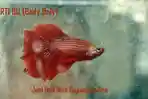 Inilah-arti-BO-atau-Body-Only-dalm-jual-beli-ikan-cupang-online.jpg