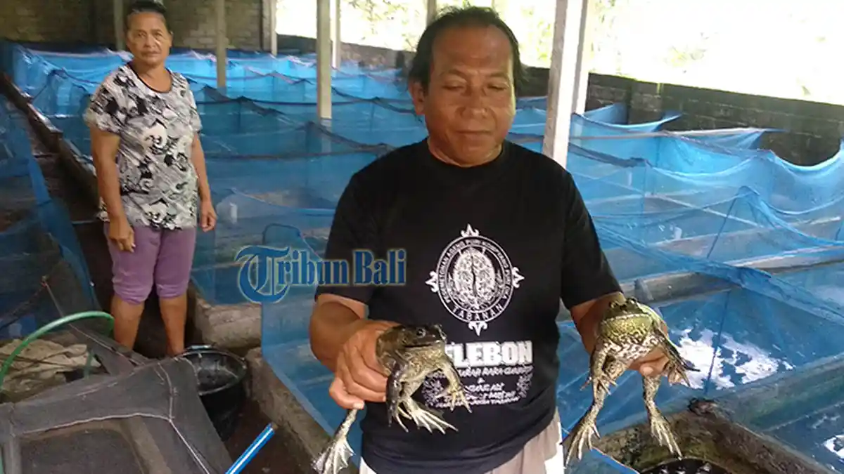 Juragan Kodok di Tabanan Bali Banjir Pesanan, Daging Kodok Digemari Wisatawan China