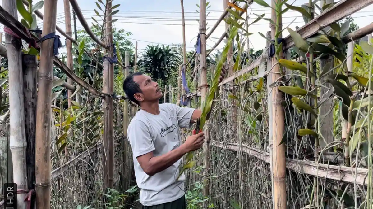 Kondisi Perkebunan Anggrek yang Tersisa di Tangsel yang Tak Lagi Harum di "Kotanya"