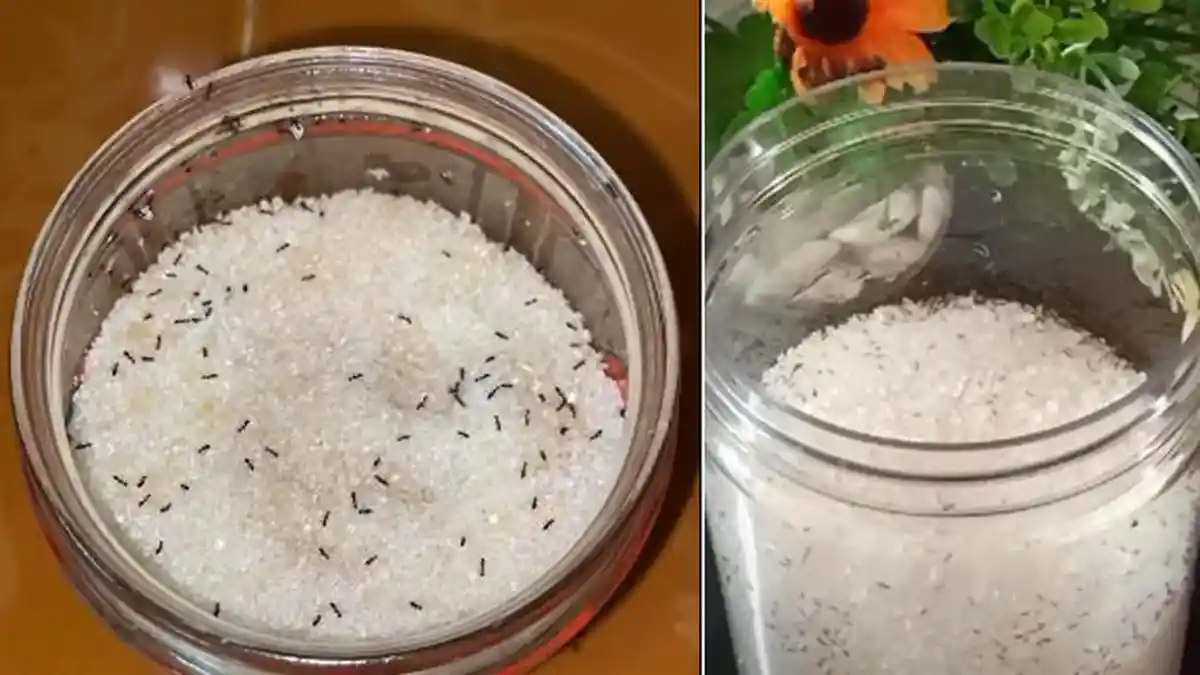 Tips Seputar Rumah : Cara Mengusir Semut dari Gula, Jangan Dibuang, Usir Pakai 5 Bahan Ini!
