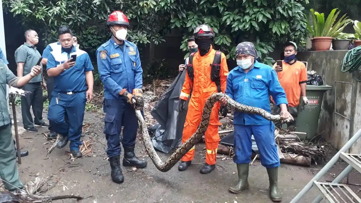 Halau Ular Pakai Garam Ternyata Cuma Mitos, Coba Lakukan Beberapa Cara Jitu Ini