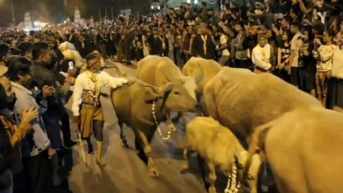 Ritual Malam 1 Suro di Bebagai Daerah - Kirab Kebo Bule, Mubeng Benteng, Sapi-sapian, Petilasan Raja