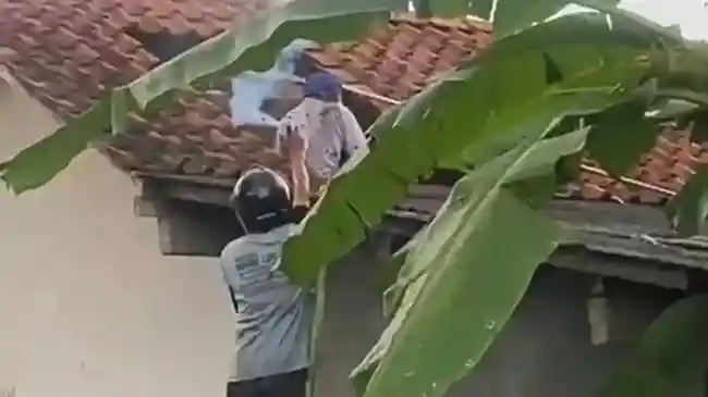 Bersihkan Toren Air, Warga Cilacap Tewas Diserang Tawon Vespa